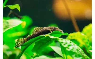 Отглеждане на Анциструси