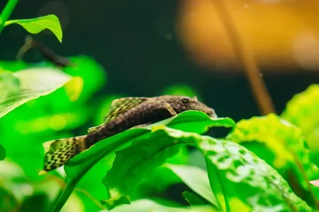 Отглеждане на Анциструси