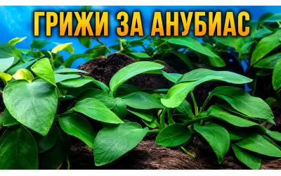 Грижи за Анубиас
