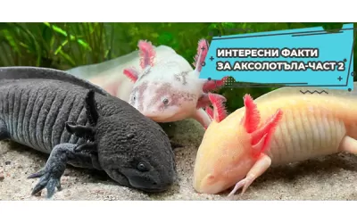 Интересни факти за Аксолотъла-част 2