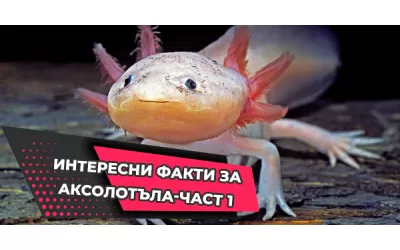 Интересни факти за Аксолотъла-част 1