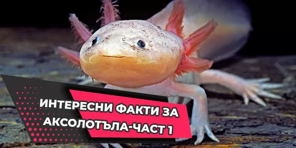 Интересни факти за Аксолотъла-част 1