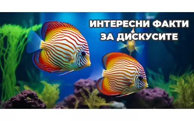 Интересни факти за Дискусите
