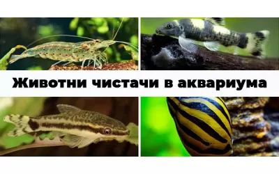 Животни чистачи в аквариума