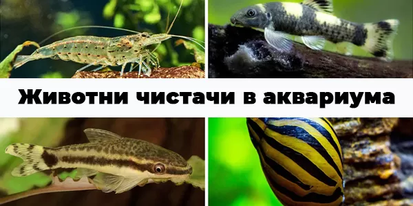 Животни чистачи в аквариума