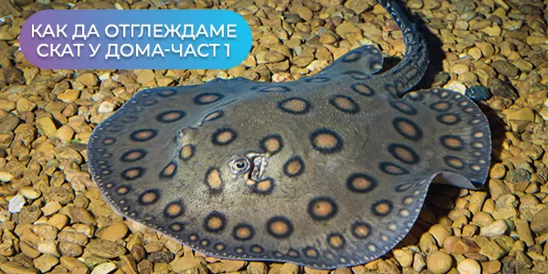 Как да отглеждаме скат у дома-част 1