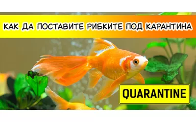 Как да поставите рибките под карантина