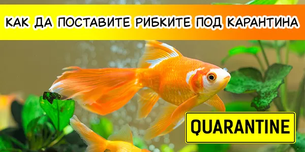 Как да поставите рибките под карантина