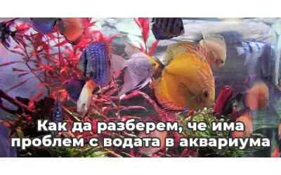 Как да разберем, че има проблем с водата в аквариума