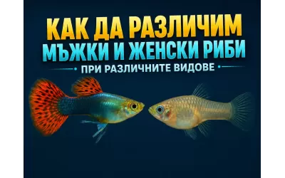 Как да различим мъжки и женски риби при различните видове