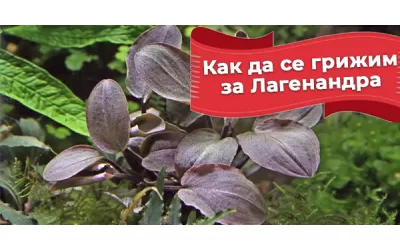 Как да се грижим за Лагенандра