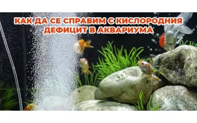 Как да се справим с кислородния дефицит в аквариума?