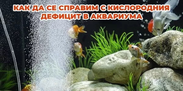 Как да се справим с кислородния дефицит в аквариума?
