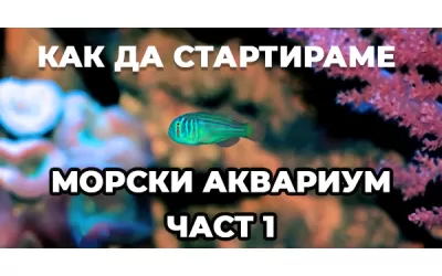 Как да стартираме морски аквариум