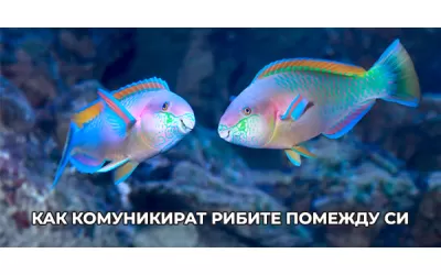 Как комуникират рибите помежду си
