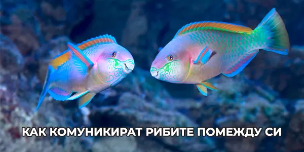 Как комуникират рибите помежду си