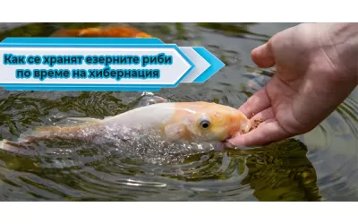 Как се хранят езерните риби по време на хибернация