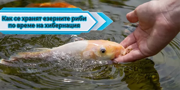 Как се хранят езерните риби по време на хибернация