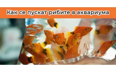 Как се пускат рибите в аквариума