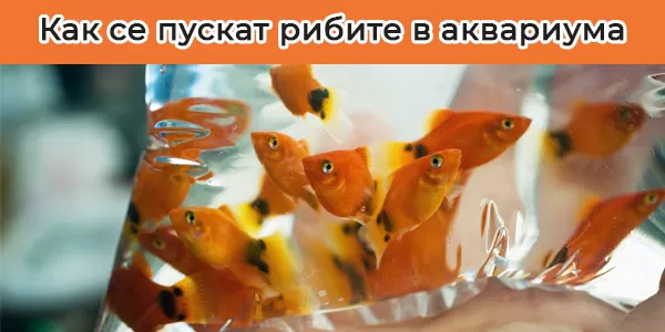 Как се пускат рибите в аквариума