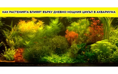 Как растенията влияят върху дневно-нощния цикъл в аквариума