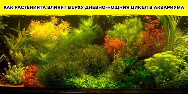 Как растенията влияят върху дневно-нощния цикъл в аквариума