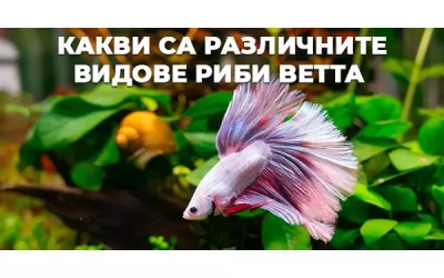Какви са различните видове риби Betta