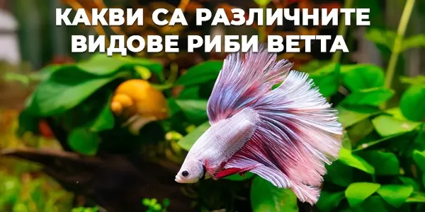 Какви са различните видове риби Betta