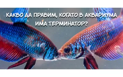 Какво да правим, когато в аквариума има терминатор