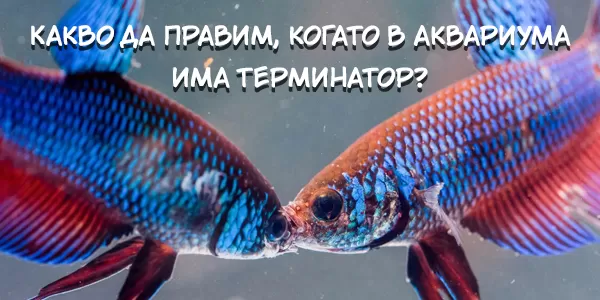 Какво да правим, когато в аквариума има терминатор