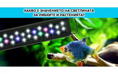 Какво е значението на светлината за рибките и растенията