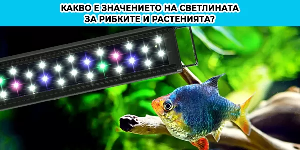 Какво е значението на светлината за рибките и растенията