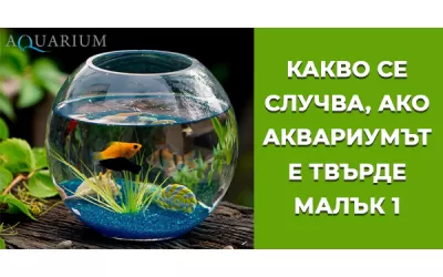 Какво се случва, ако аквариумът е твърде малък - част 1