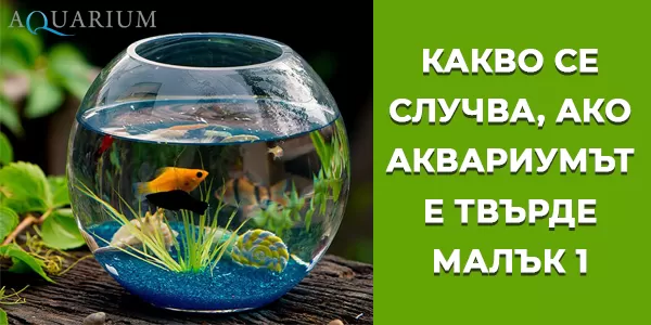 Какво се случва, ако аквариумът е твърде малък - част 1