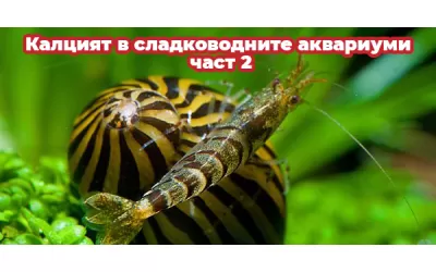 Калцият в сладководните аквариуми - част 2
