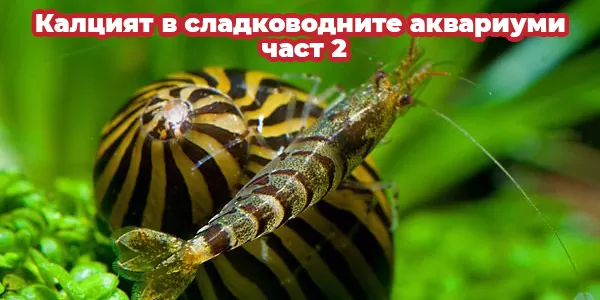 Калцият в сладководните аквариуми - част 2