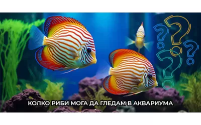Колко риби мога да гледам в аквариума?