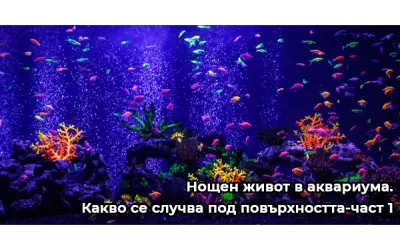 Нощен живот в аквариума. Какво се случва под повърхността-част 1