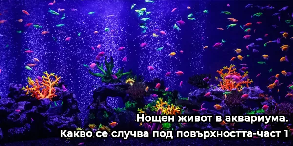Нощен живот в аквариума. Какво се случва под повърхността-част 1