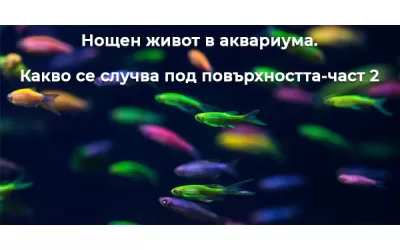 Нощен живот в аквариума. Какво се случва под повърхността-част 2