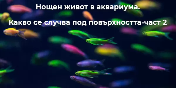 Нощен живот в аквариума. Какво се случва под повърхността-част 2