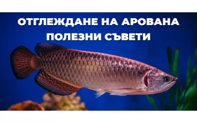 Отглеждане на Арована - полезни съвети