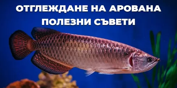 Отглеждане на Арована - полезни съвети