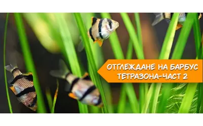 Отглеждане на Барбус тетразона-част 2