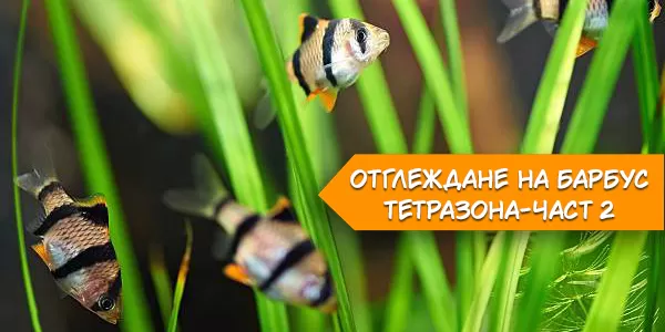 Отглеждане на Барбус тетразона-част 2