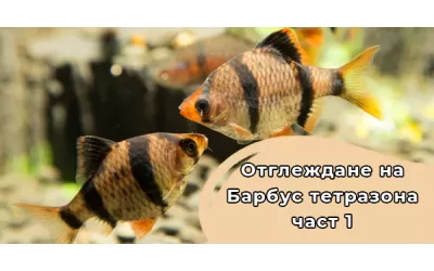 Отглеждане на Барбус тетразона-част 1