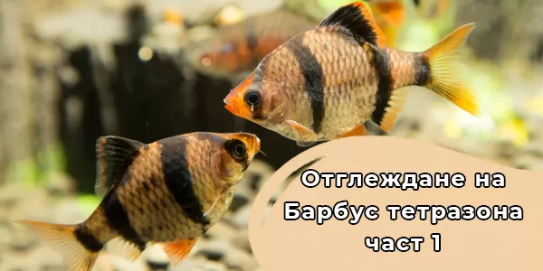 Отглеждане на Барбус тетразона-част 1