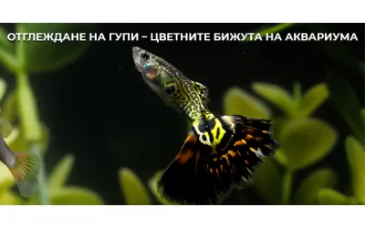 Отглеждане на гупи – цветните бижута на аквариума