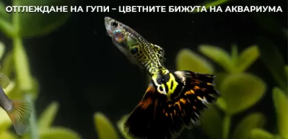 Отглеждане на гупи – цветните бижута на аквариума