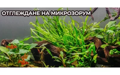 Отглеждане на Микрозорум